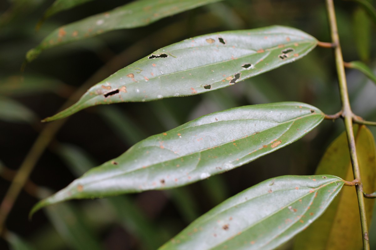 Hortonia angustifolia (Thwaites) Trimen